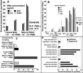 Antibody to Poly-N-acetyl glucosamine provides protection against intracellular pathogens: Mechanism of action and validation in horse foals challenged with Rhodococcus equi | Virology News | Scoop.it