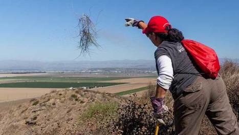 Road to Restoring Sat'wiwa - CSU Channel Islands | Coastal Restoration | Scoop.it