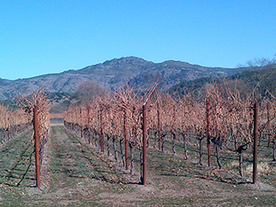 CALIFORNIA: Napa grape growers fret over their future amid severe drought | Stage 4 Water in the World | Scoop.it