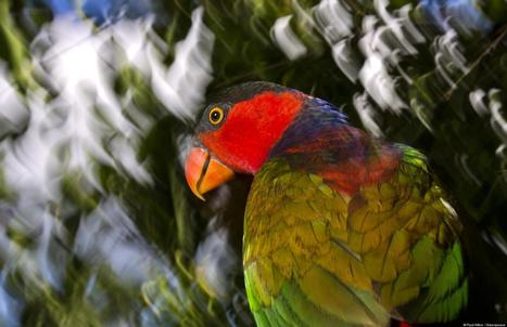 PHOTOS:  Stunning Images Of Breathtaking Biodiversity In Remaining Indonesian Forests and Marine Life | BIODIVERSITY IS LIFE  – | Scoop.it