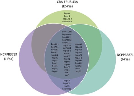 PLoS ONE: Pseudomonas syringae pv. actinidiae Draft Genomes Comparison Reveal Strain-Specific Features Involved in Adaptation and Virulence to Actinidia Species | Plant Pathogenomics | Scoop.it