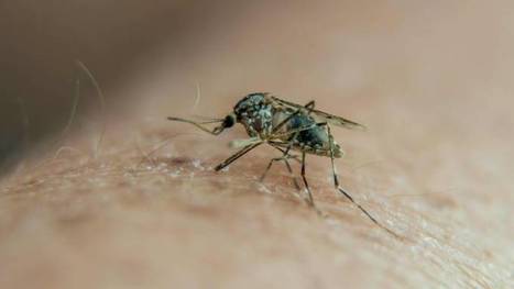 Italiaans meisje sterft aan malaria, maar was niet in buitenland geweest | La Gazzetta Di Lella - News From Italy - Italiaans Nieuws | Scoop.it