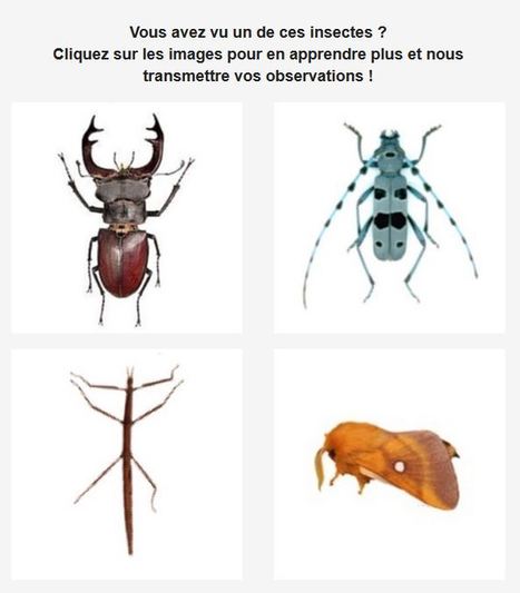 C'est le début de la saison 2018 des enquêtes de l'Opie ! | Variétés entomologiques | Scoop.it