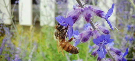 Pollution à l'ozone: les abeilles ne se rappellent plus comment faire la différence entre les parfums de fleurs | Biodiversité | Scoop.it