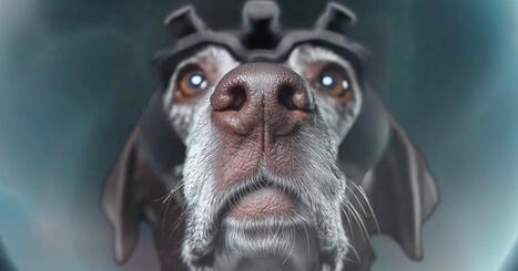 Usbek & Rica - En Inde, une start-up d&eacute;piste les cancers avec des chiens augment&eacute;s &agrave; l'IA | @ZeHub | Scoop.it