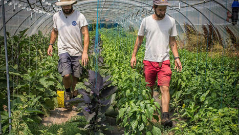 Ces néopaysans qui bousculent le monde agricole | Le fil d'actualités de l'URCA | Scoop.it