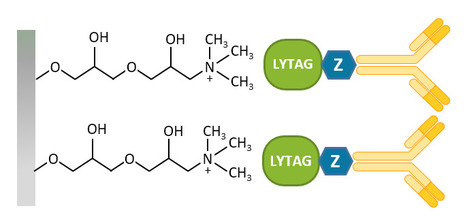 LYTAG-driven Purification Strategies for Monoclonal Antibodies | iBB | Scoop.it