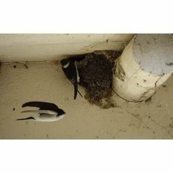 Sauvons les hirondelles de fenêtres ! | Les oiseaux au gré du vent | Scoop.it