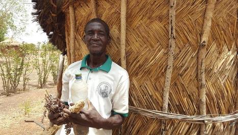 Afrique : L'agroécologie pour lutter contre le changement climatique et la malnutrition | Questions de développement ... | Scoop.it