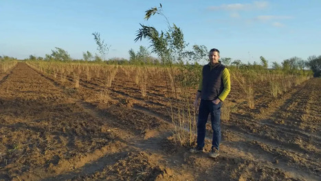 RESSOURCES : Le bambou s'enracine en Vendée  | RESSOURCES | Scoop.it