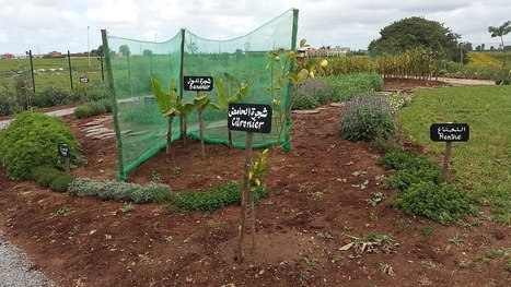 Les thèses du mois : l'agriculture urbaine | ESPACES VEGETALISES URBAINS | Scoop.it