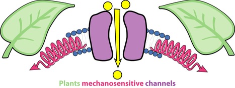 Plant mechanotransduction in the spotlight of Mechano-Sensitive channels | I2BC Paris-Saclay | Scoop.it