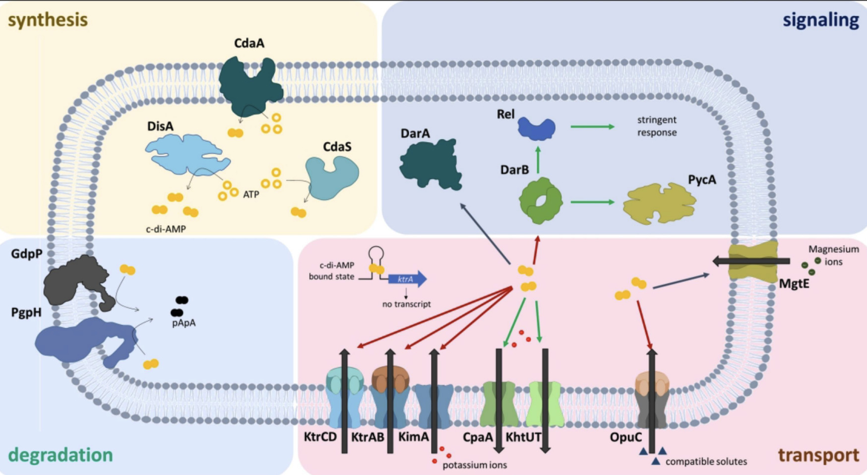 The many roles of cyclic di-AMP to control the ...