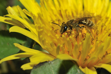 Le printemps est arriv&eacute; : comment entretenir votre pelouse et favoriser la biodiversit&eacute; de votre jardin ? | Nature en ville | Scoop.it