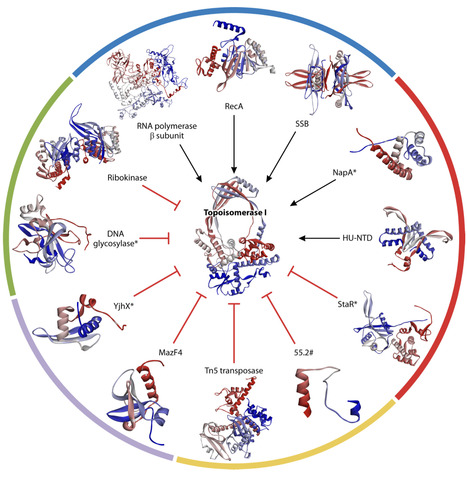 Structure, function, and evolution of topoisomerase modulatory proteins in bacteria | mmbr | RMH | Scoop.it