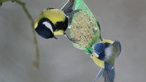 En ville, les jeunes oiseaux ont la vie dure | Les oiseaux au gré du vent | Scoop.it