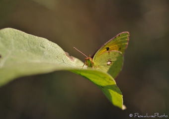 Souci (Colias crocea), Clouded Yellow | Camargue Nature | Scoop.it