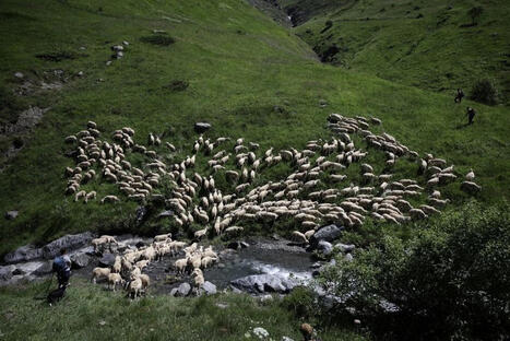 "Pr&eacute;server une montagne vivante et pas une montagne sauvage sans aucun agriculteur" : le Parc national des Pyr&eacute;n&eacute;es joue la m&eacute;diation pour le maintien du pastoralisme | Vall&eacute;es d'Aure & Louron - Pyr&eacute;n&eacute;es | Scoop.it
