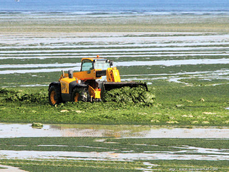 L'ANSES recommande de ramasser les algues vertes sur les plages sous 48 heures : Actualité environnement | Planète DDurable | Scoop.it
