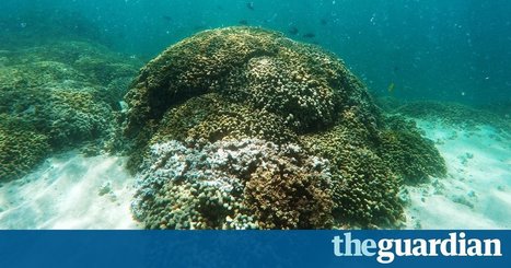 Nasa to map coral reefs from the air to show impact of climate change | Stage 6 HSC Geography ( Current syllabus) | Scoop.it