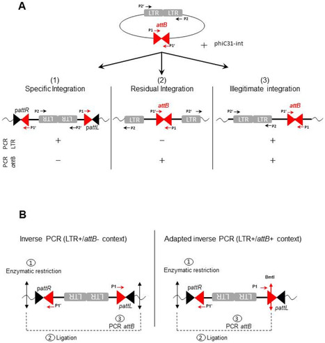 Hybrid Lentivirus-phiC31-int-NLS Vector Allows Site-Specific Recombination in Murine and Human Cells but Induces DNA Damage | Vectorology - GEG Tech top picks | Scoop.it
