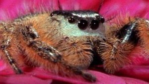 Bee vs. Jumping Spider | Kool Look | Scoop.it