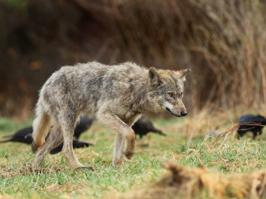Plan loup : les points clés et l'apport ...