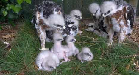 LIFE Aigle de Bonelli 2017 une reproduction en captivité pleine d’espoir  | Les oiseaux au gré du vent | Scoop.it