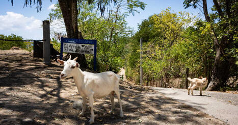 Pourquoi des ch&egrave;vres menacent la biodiversit&eacute; des &icirc;les des Saintes en Guadeloupe et leurs habitants | Biodiversit&eacute; - @ZEHUB on Twitter | Scoop.it