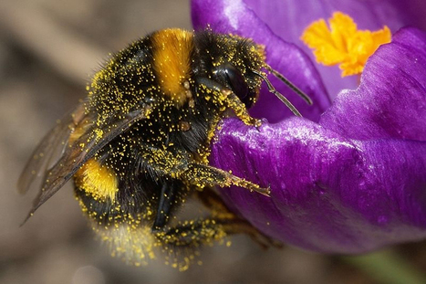 Bees Can Sense the Electric Fields of Flowers | Insect Archive | Scoop.it