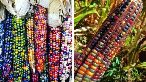 Avant, le maïs était en couleurs ! La preuve avec ces images aussi belles que surprenantes ! | La Sagesse de la Nature | Scoop.it