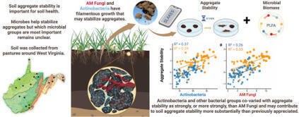 Actinobacteria, mycorrhizae, and the biology of soil aggregate stability  | Plant-Microbe Symbiosis | Scoop.it
