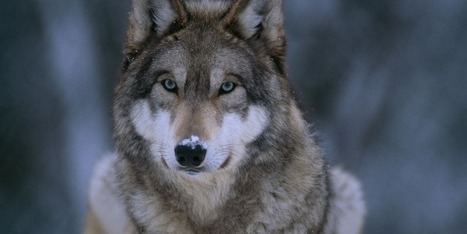 Pourquoi la protection des loups fait débat - National Geographic | Biodiversité | Scoop.it