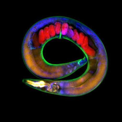 Transgenerational transmission of environmental information in C. elegans | Life Sciences Universit&eacute; Paris-Saclay | Scoop.it