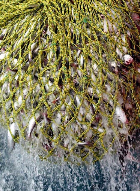 Parliament votes in favour of first EU discard ban | Coastal Restoration | Scoop.it