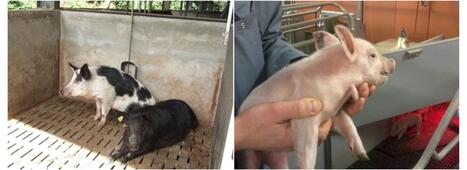 INNOVATIONS : Vers une s&eacute;lection g&eacute;n&eacute;tique qui aide les porcs &agrave; s&rsquo;adapter &agrave; la chaleur ?&nbsp; | Revue de presse - Club DEMETER | Scoop.it