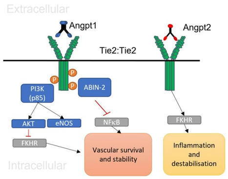 The Effects of SARS-CoV-2 on the Angiopoietin/Tie Axis and the Vascular Endothelium | Virology News | Scoop.it