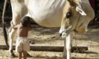 Got Milk? | No Such Thing As The News | Scoop.it