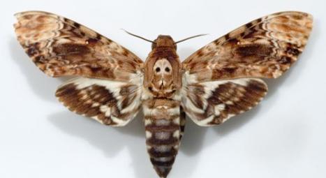Deux nouveaux papillons pour la Thiérache, dans l'Aisne, ont été repérés | Variétés entomologiques | Scoop.it