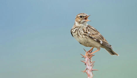Apprendre à reconnaître tous les chants et cris d'oiseaux, c'est désormais possible. | Biodiversité | Scoop.it
