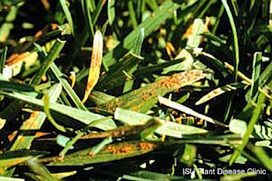 Turf rust - a lawn disease | Gardening Life | Scoop.it