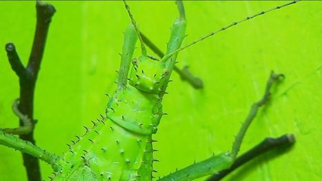 Dans les coulisses de... la Cité des Insectes, en Haute-Vienne | Variétés entomologiques | Scoop.it