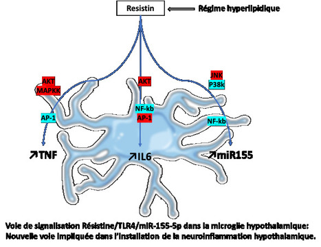 L'axe Résistine/TLR4/miR-155-5p: une nouvelle voie de signalisation impliquée dans l'apparition de la neuroinflammation hypothalamique | Life Sciences Université Paris-Saclay | Scoop.it
