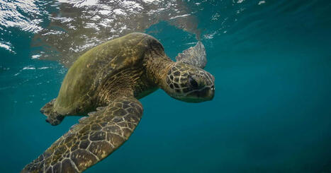 Dans les &icirc;les hawa&iuml;ennes, les tortues comme "alli&eacute;es" pour freiner la progression d'une algue envahissante | Biodiversit&eacute; - @ZEHUB on Twitter | Scoop.it