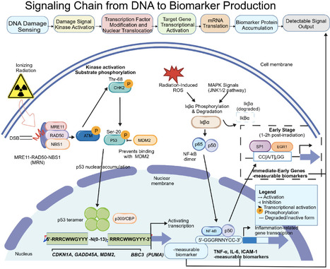 Radiation-Responsive Promoters: Molecular Mechanisms, Screening Strategies, and Translational Applications as Radiation Biomarkers | mdpi | RMH | Scoop.it