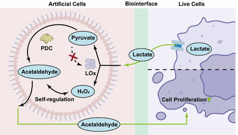 Bioactive Artificial Cells as Autonomous Metabolic Actuators Enable Bidirectional Communication with Tumor Cells | jacs | RMH | Scoop.it