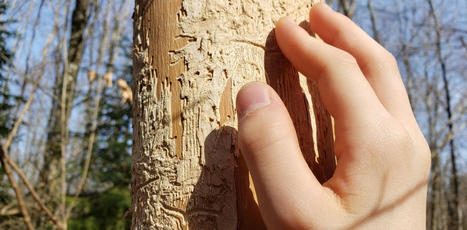 Sécheresses, incendies et maladies : les risques en cascade qui menacent les forêts françaises | Environnement - Énergie | Scoop.it