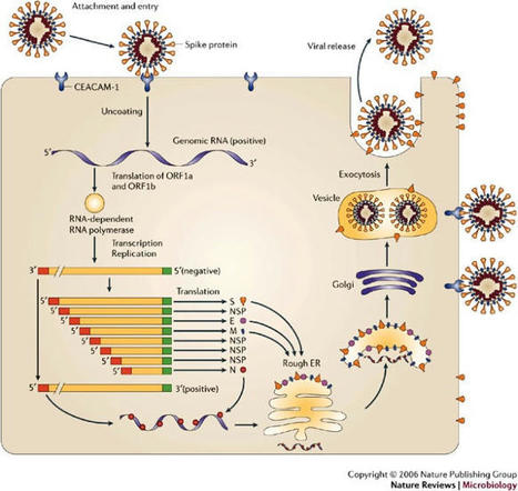 Coronavirus infection of the central nervous system: host–virus stand-off | Nature Reviews Microbiology | NeuroImmunology | Scoop.it