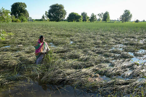 INDIA: Climate change is destroying crops | ASIES | Scoop.it
