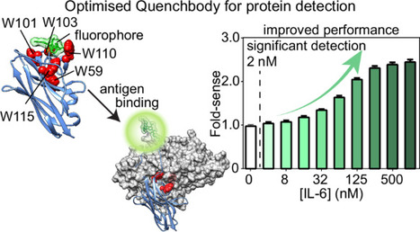 Optimised nanobody-based quenchbodies for enhanced protein detection | ComB | RMH | Scoop.it